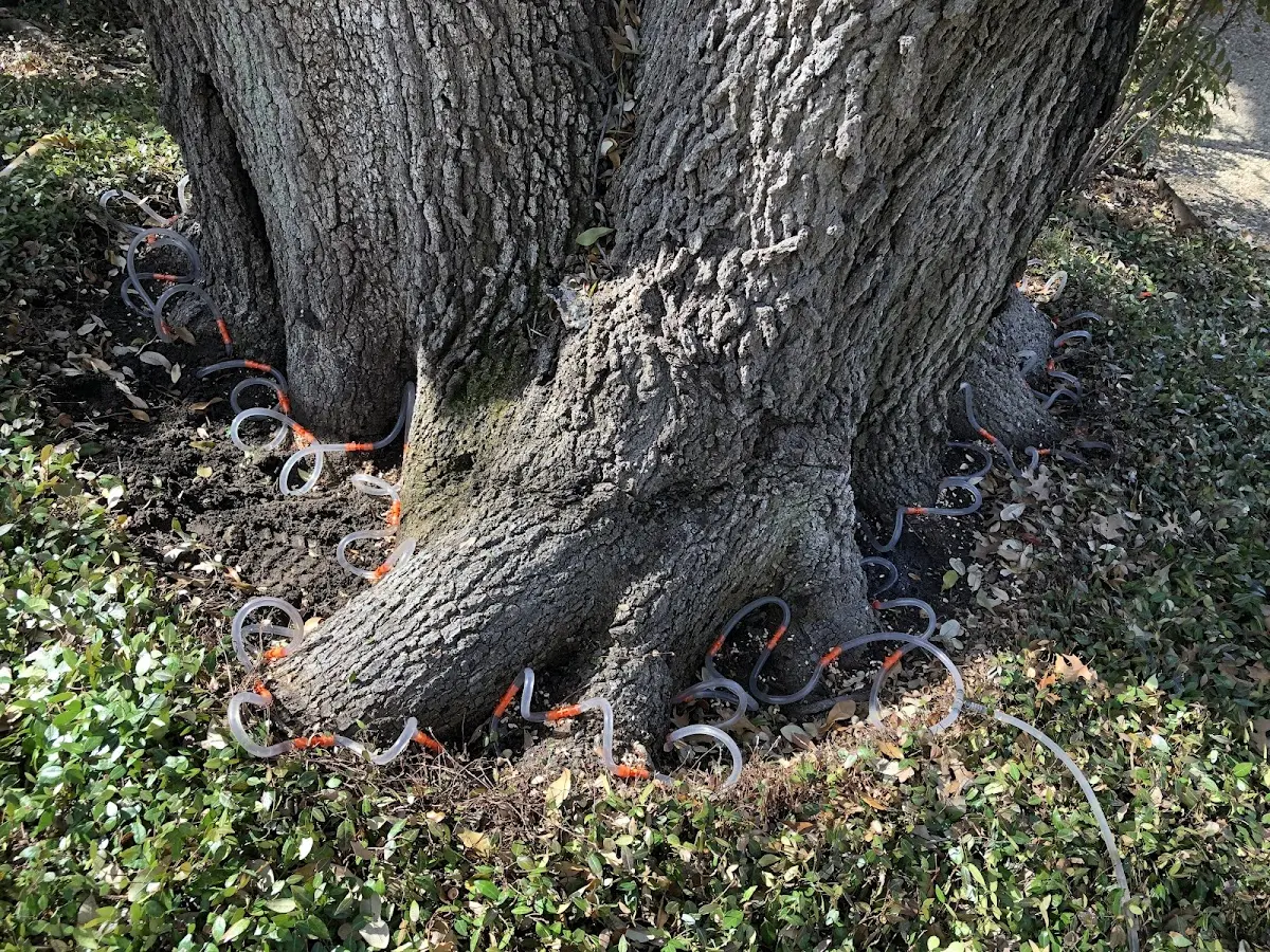 Detailed Tree Cabling and Bracing job site in Allensville