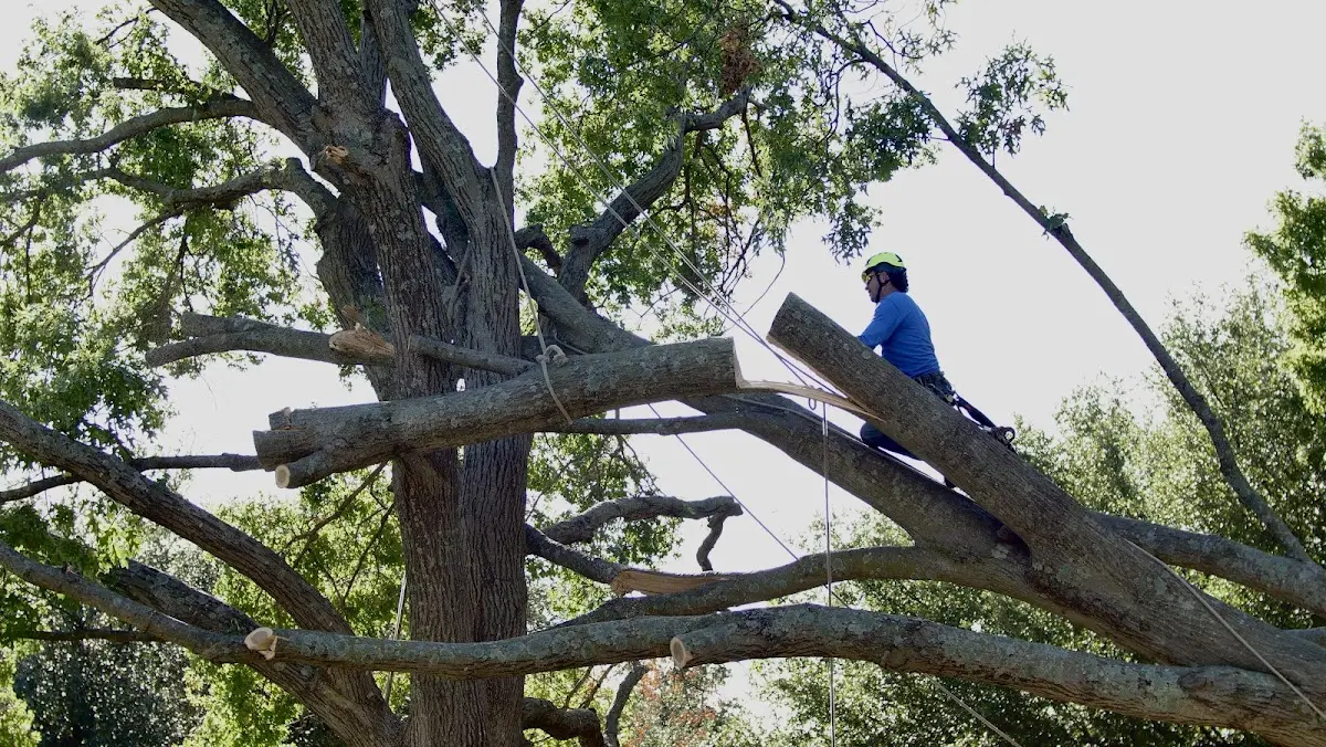 Professional Hazardous Tree Removal performed by certified arborists in Allensville