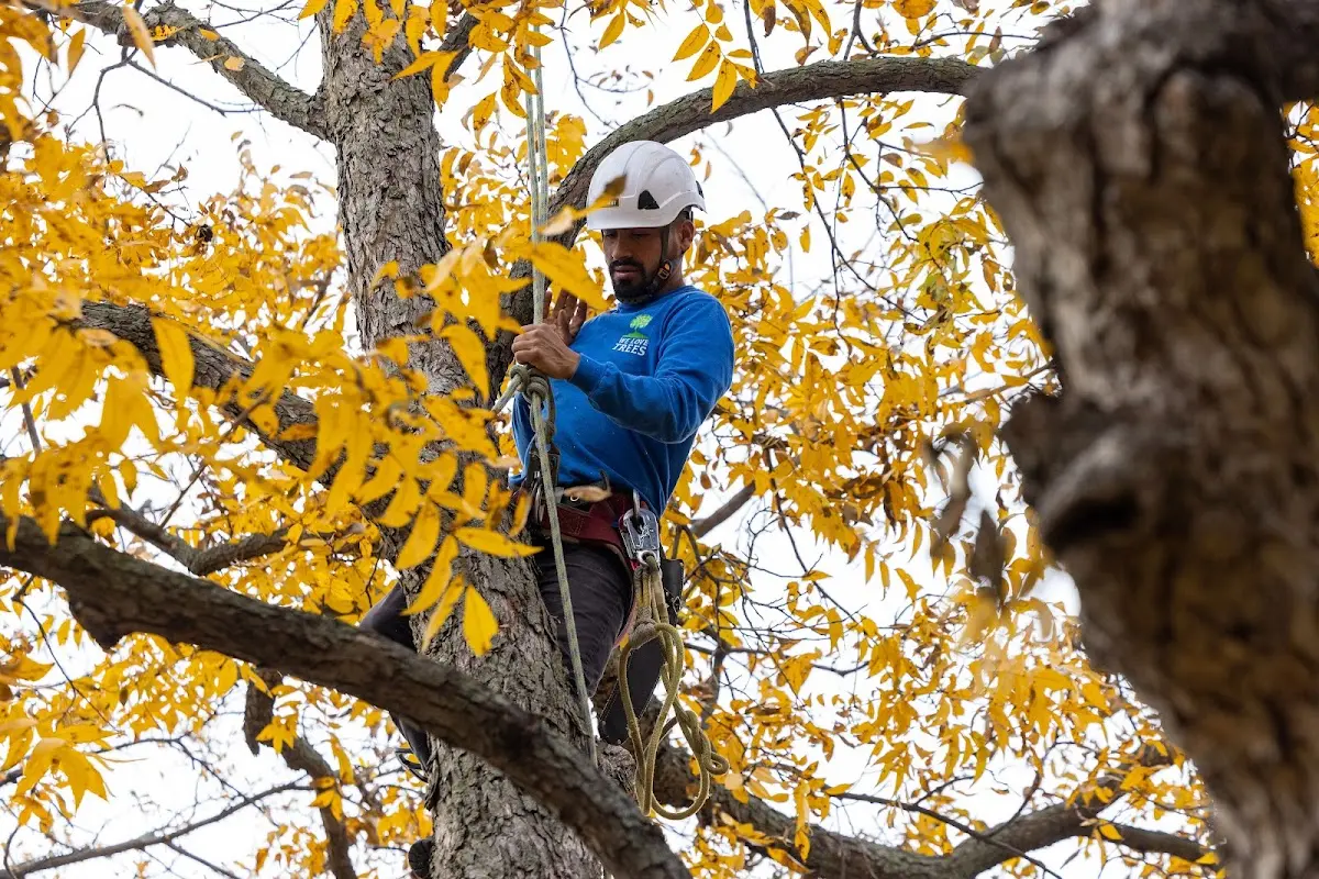 Skilled Tree Pruning crew working in Allensville